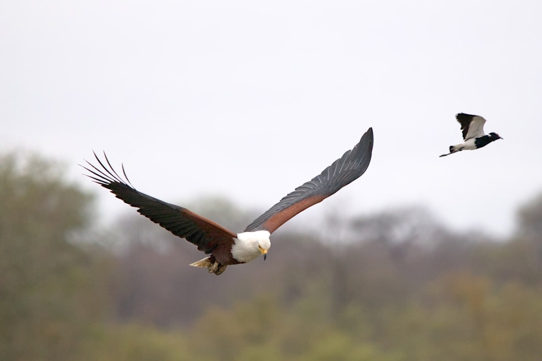 【鷲の夢】空高く舞う鷲が見せる、あなたの未来を告げる神託