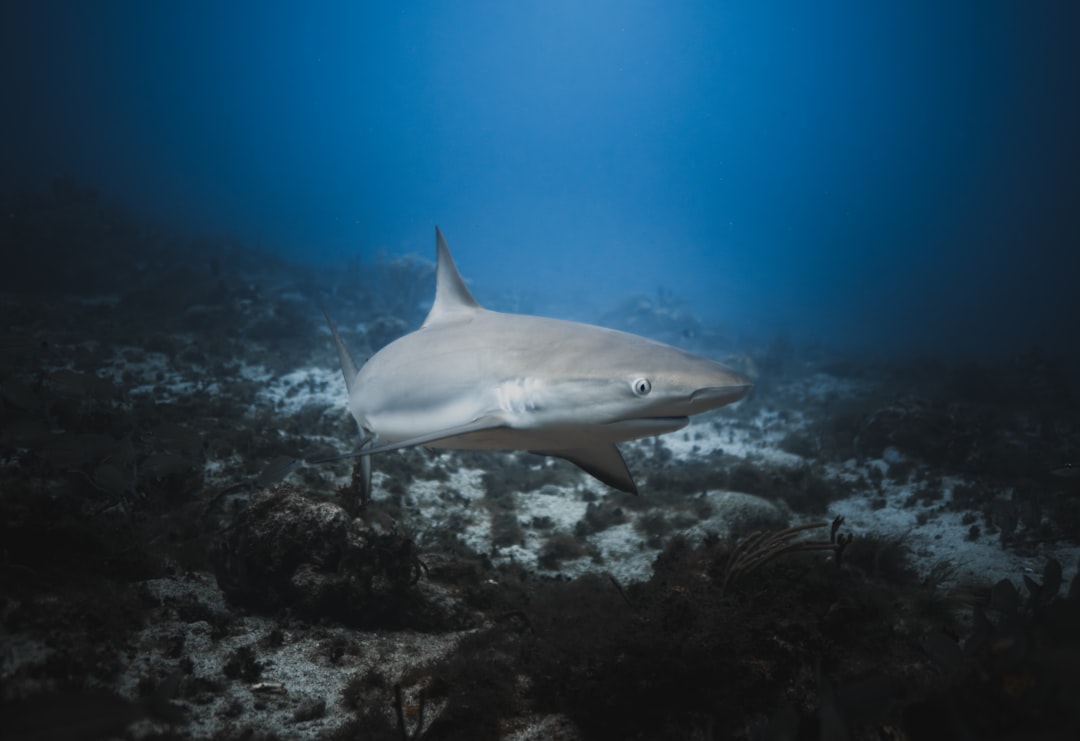 【夢占い】サメの夢が示す！あなたの深層心理と未来を読み解く