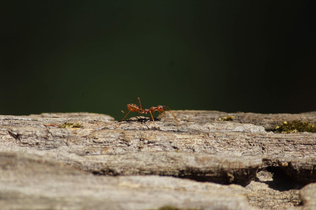 An ant crawls on a log.