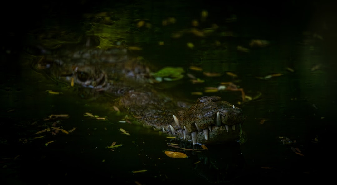 An alligator is laying down in the dark