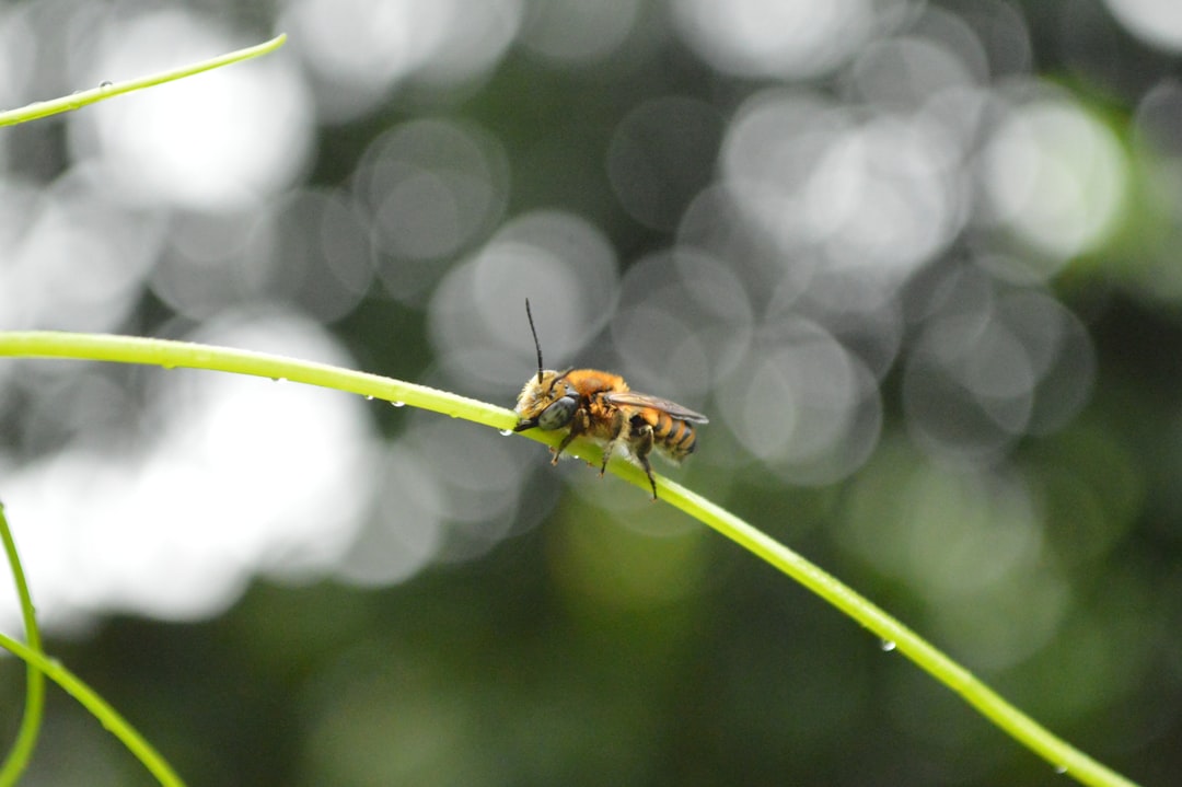 【ハエの夢】不快な羽音は魂の叫び？神仏の教えと現代夢占いで解き明かす吉凶と運勢