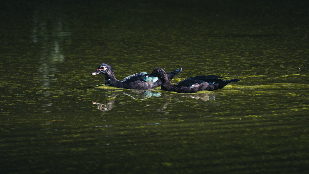 A couple of ducks floating on top of a lake