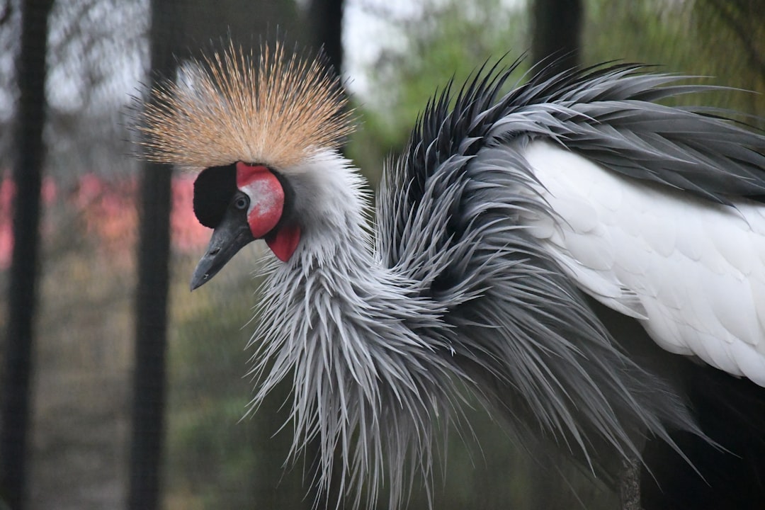 A grey crowned crane with a distinctive feathered crest.