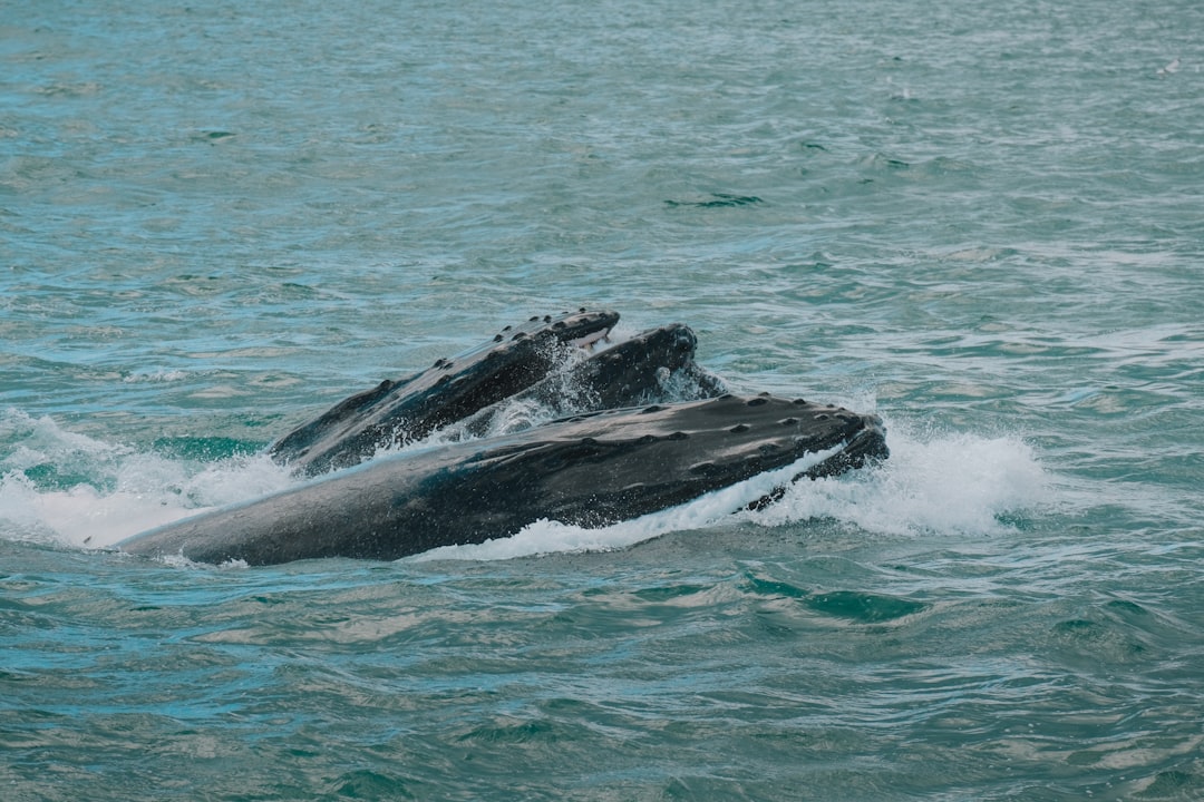 Two humpback whales breaching in choppy ocean water.