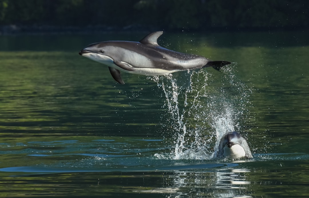 a dolphin jumping out of the water with it's mouth open