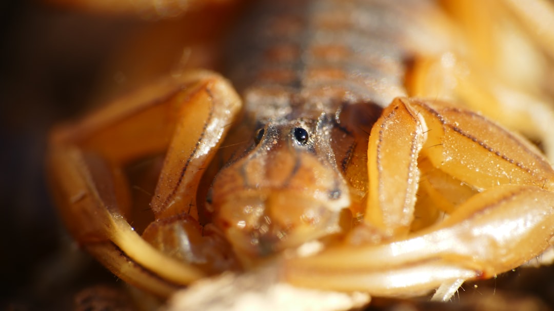 Close up of a scorpion's head and legs
