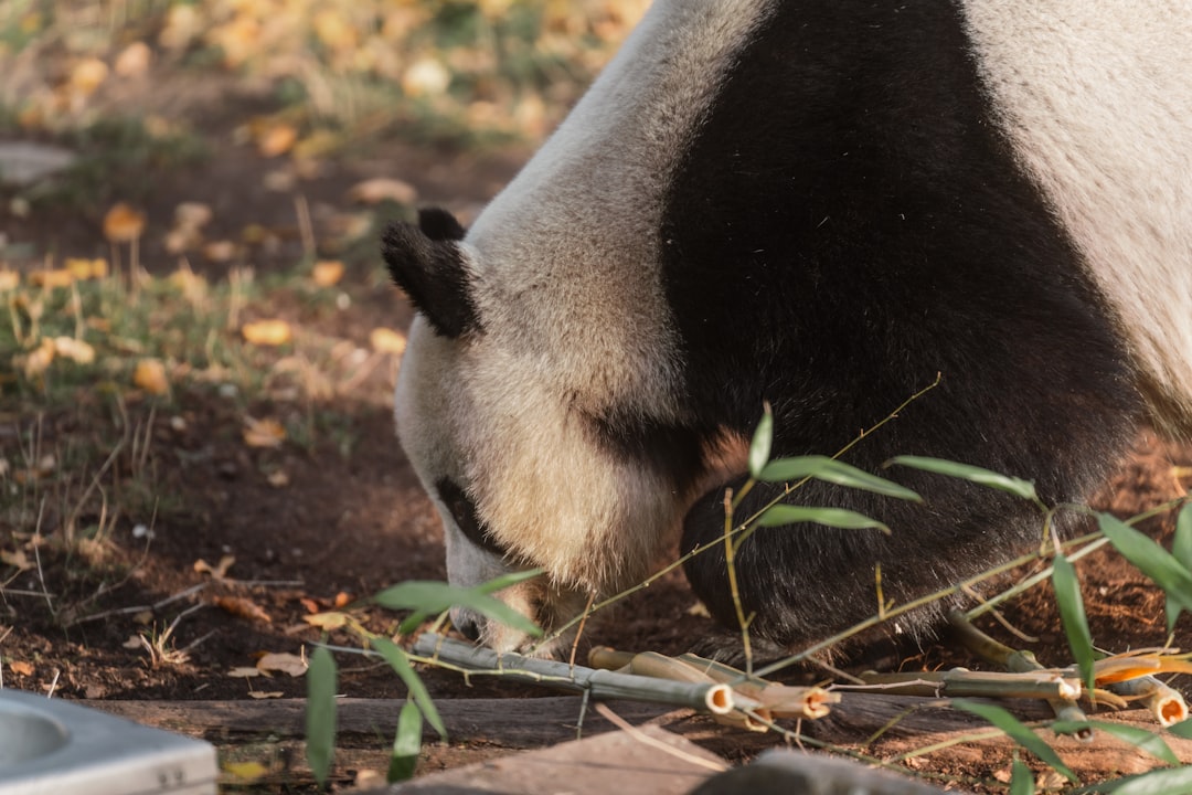 Giant panda eating bamboo on the ground