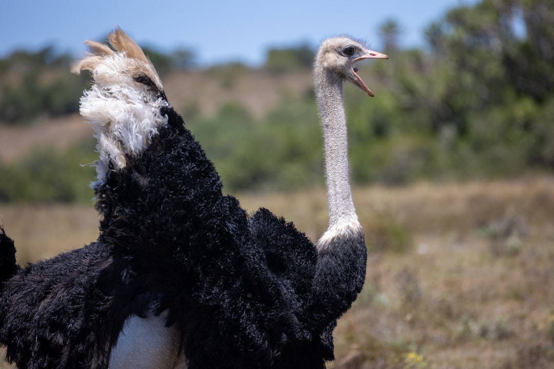 An ostrich with its mouth open in a field.