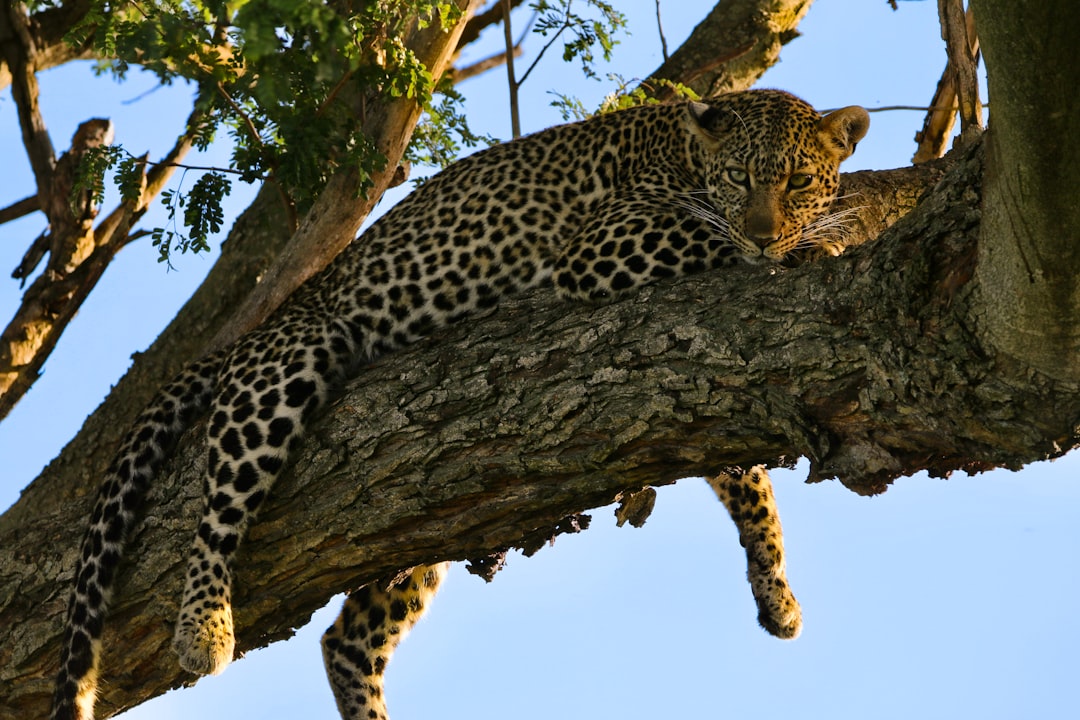 A leopard rests on a large tree branch.