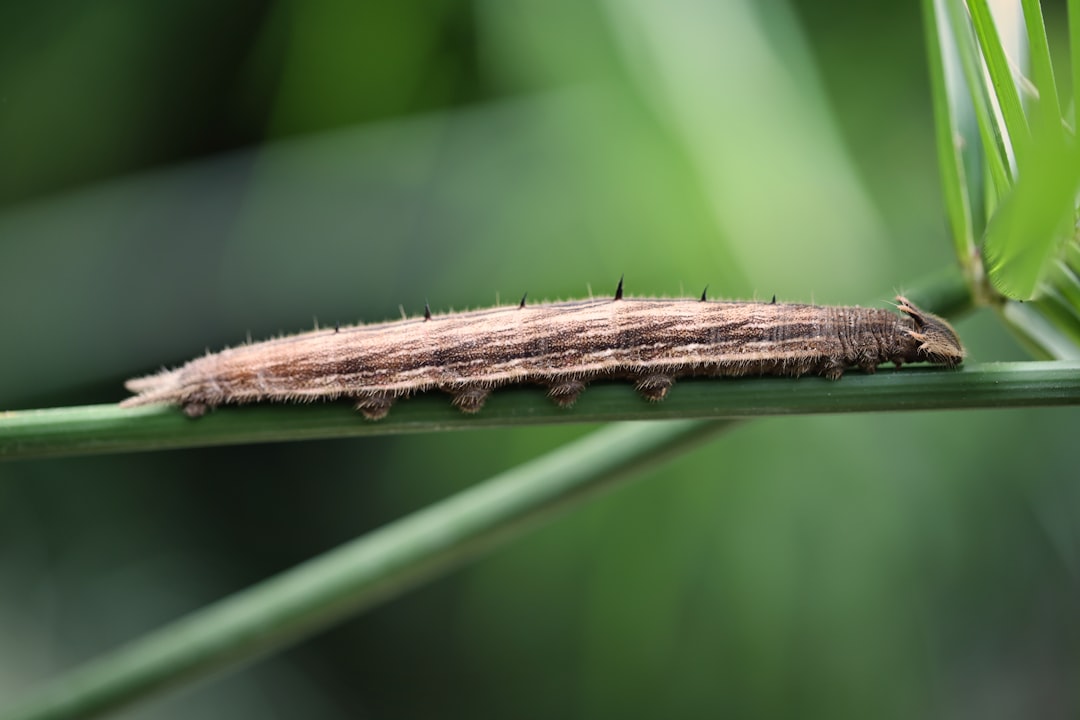 A brown caterpillar crawls along a green stem.