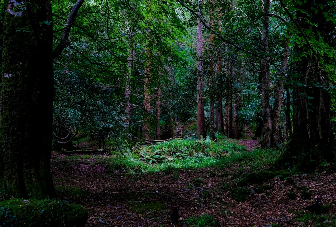 【森】の夢占い｜深遠なる自然のメッセージ、あなたの運命を照らす