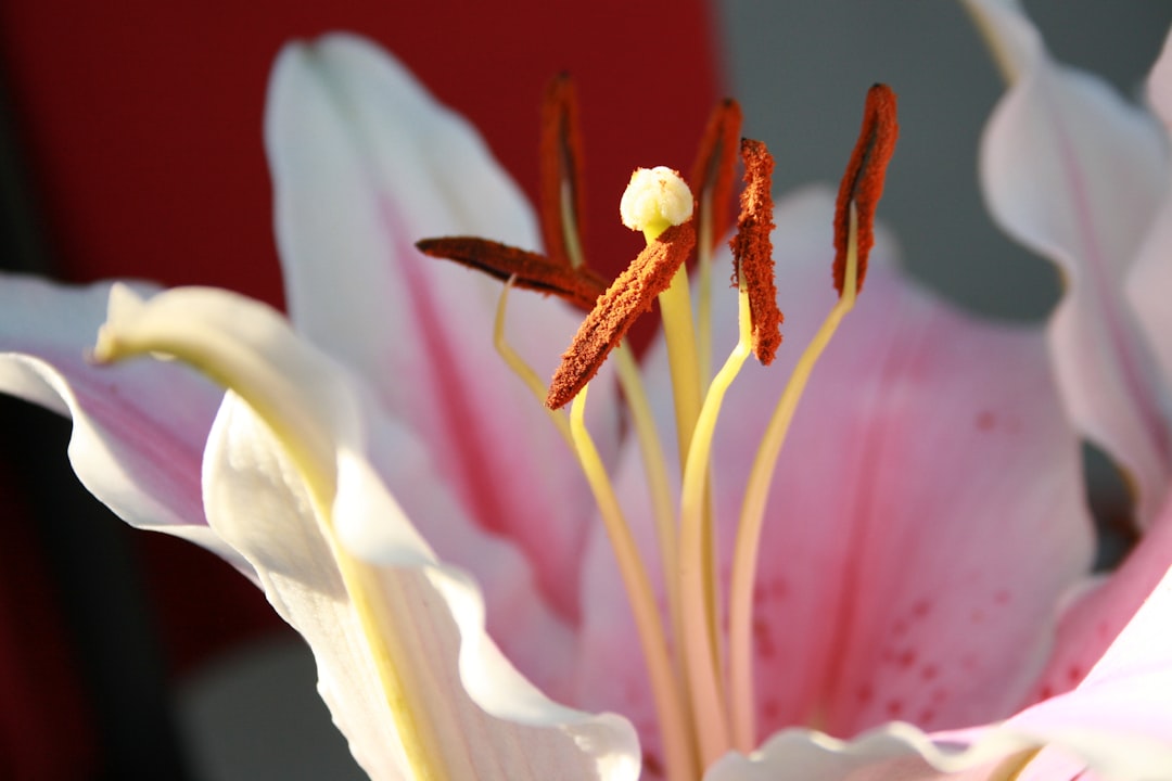 【夢占い】花が咲く・枯れる？あなたの夢に隠された神仏からのメッセージ