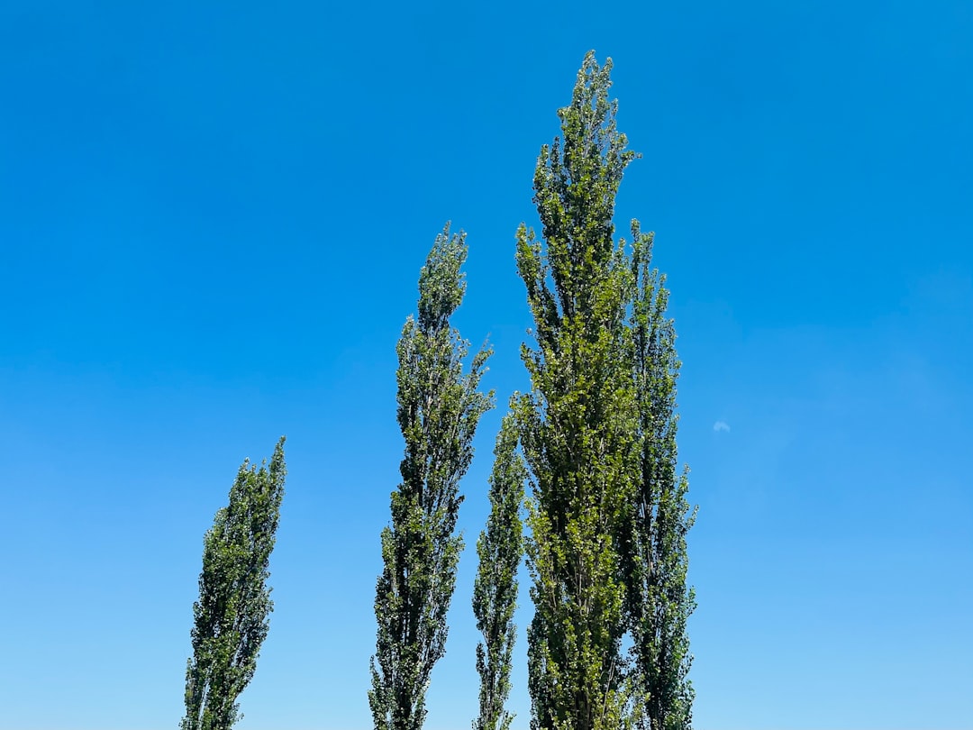 a row of trees with a blue sky in the background