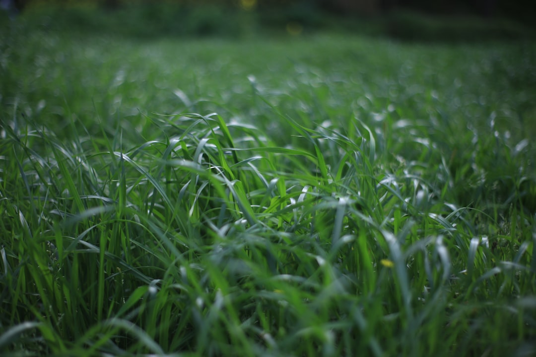 a close up of a field of grass