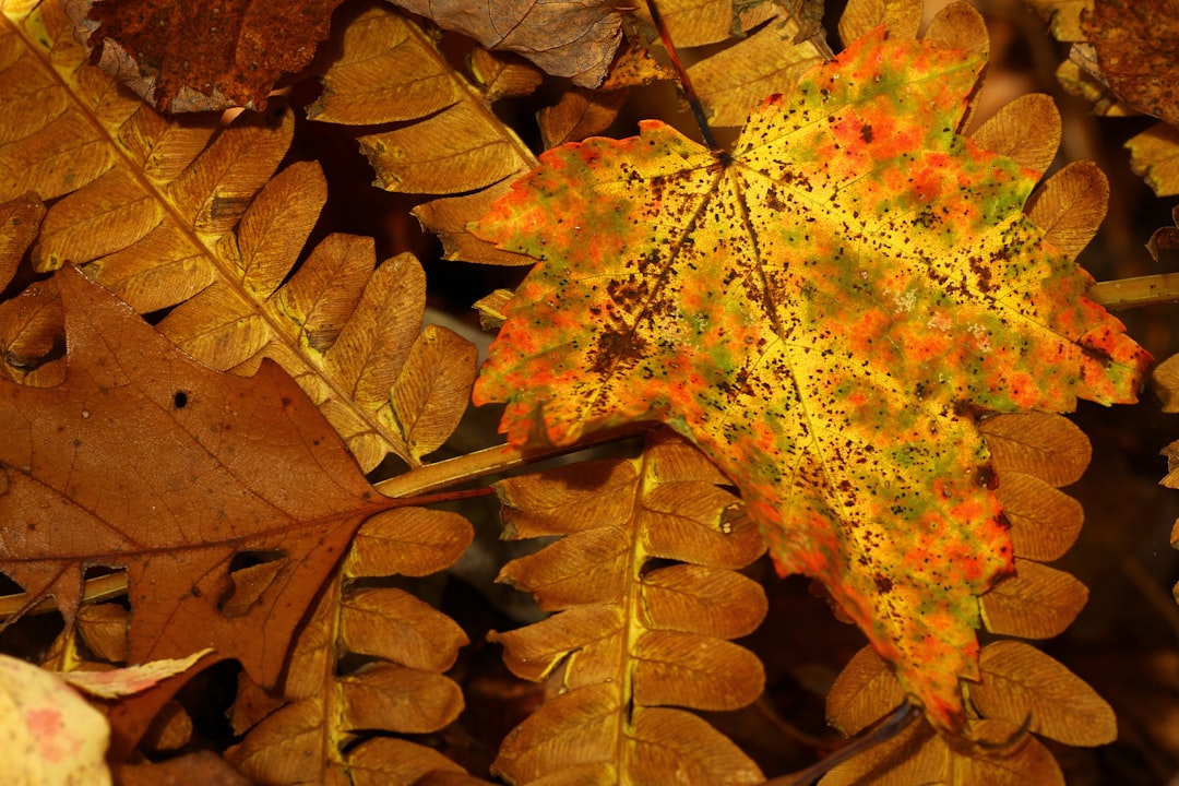 Autumn leaves display their beautiful colors.