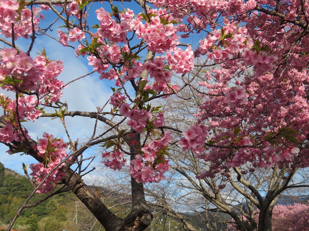 a tree with pink flowers in a park