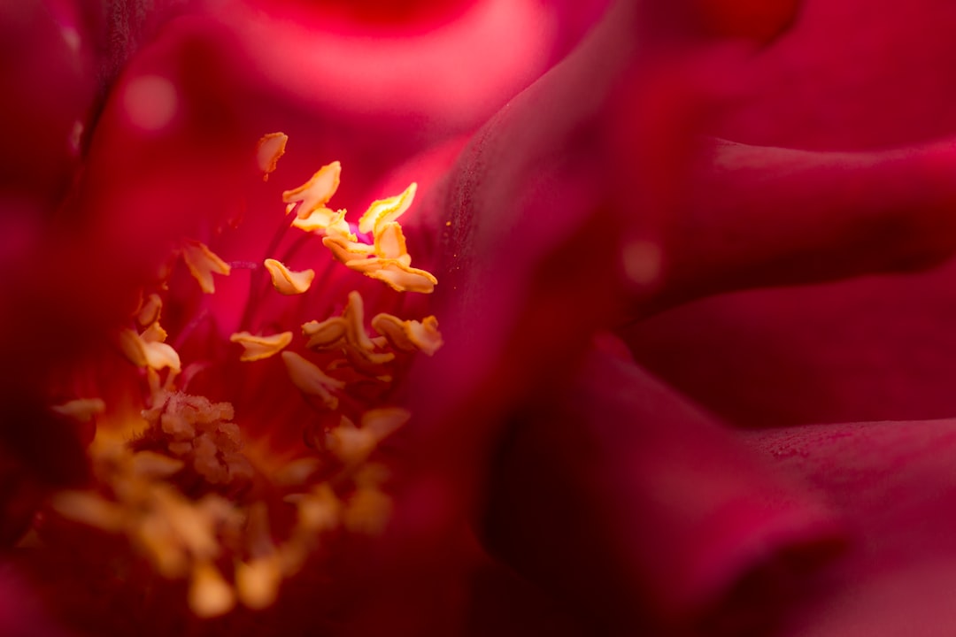 purple and yellow flower in macro photography