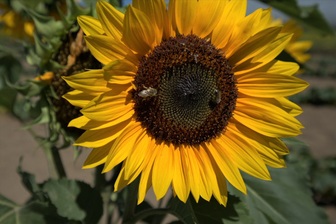 sunflower in tilt shift lens