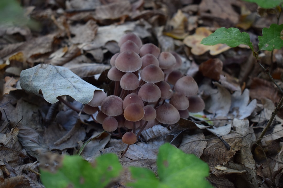 a group of mushrooms growing in the ground