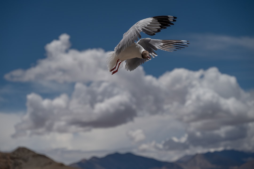 【空を飛ぶ夢】あなたの魂の翼が示す、吉凶と未来へのメッセージ