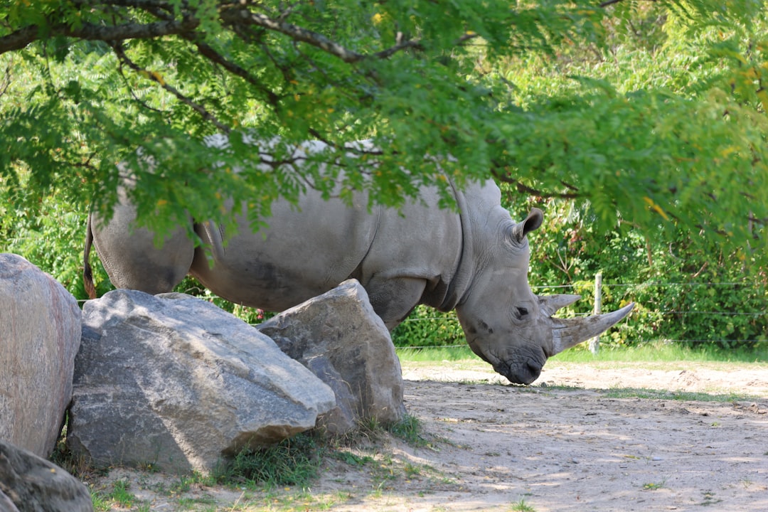 A rhinoceros stands near large rocks and trees.
