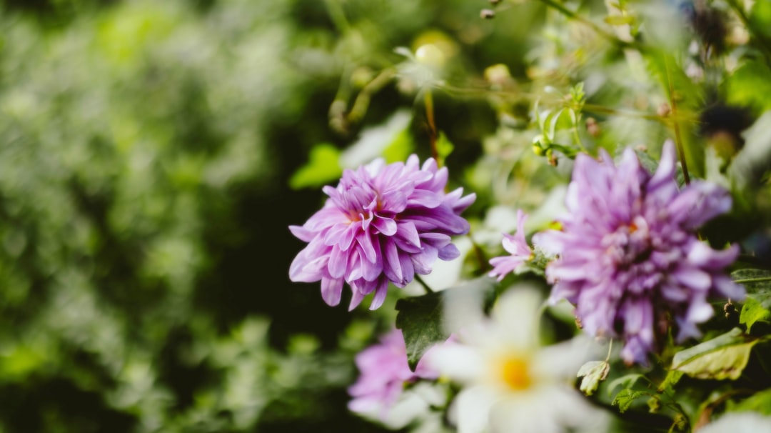 【庭の夢】あなたの心の庭に宿るメッセージを解き明かす