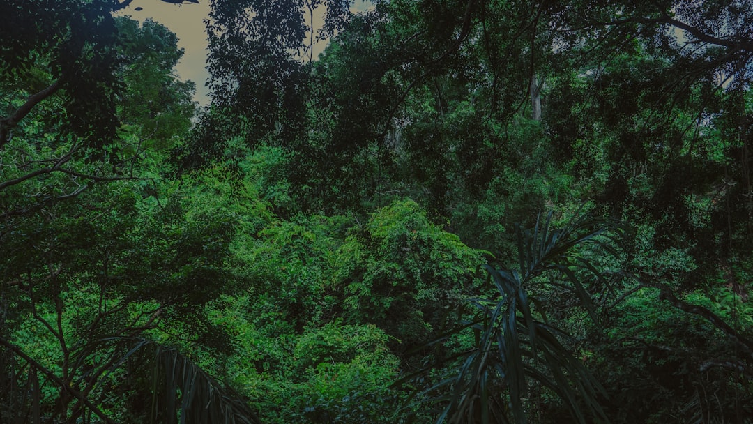 【ジャングルの夢】未開の領域への誘い？神仏の導きとあなたの深層心理