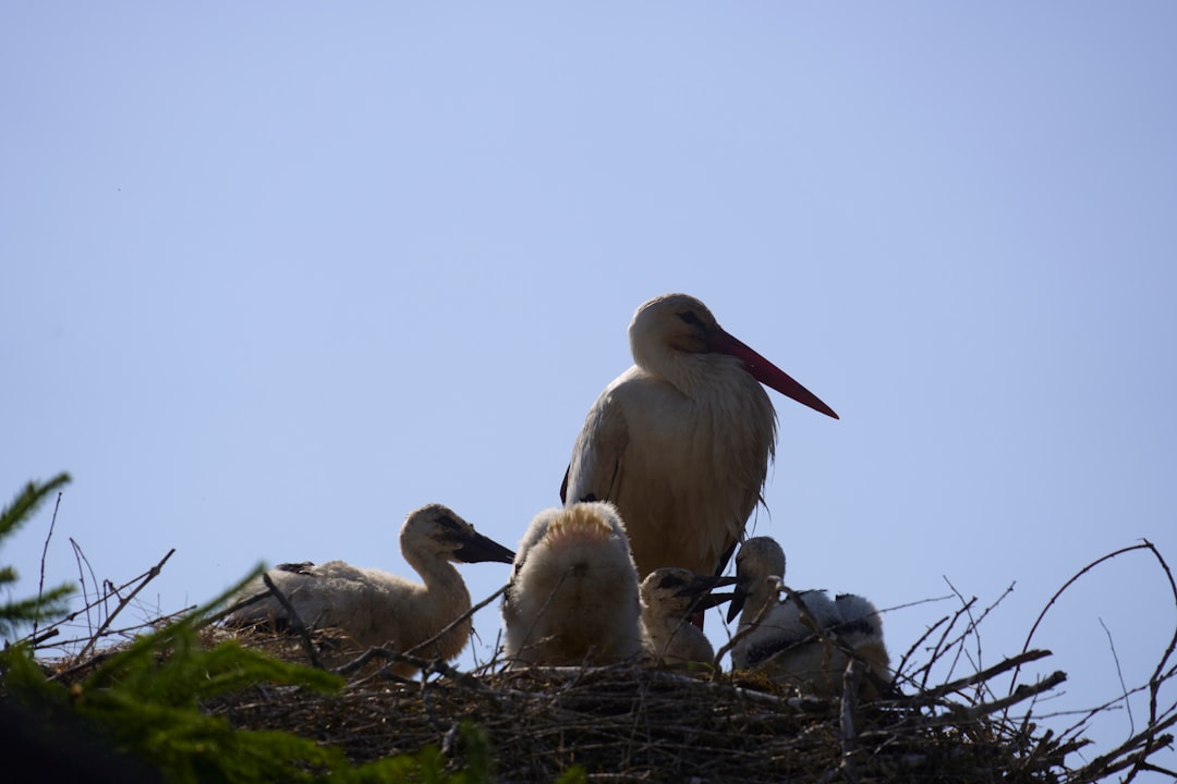コウノトリの夢が告げる、人生の新しい始まりと祝福の兆し