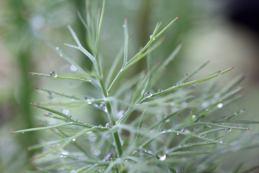 【朝露の夢】清らかな始まりと儚さのメッセージ：神道・仏教の視点から読み解く吉凶と運勢