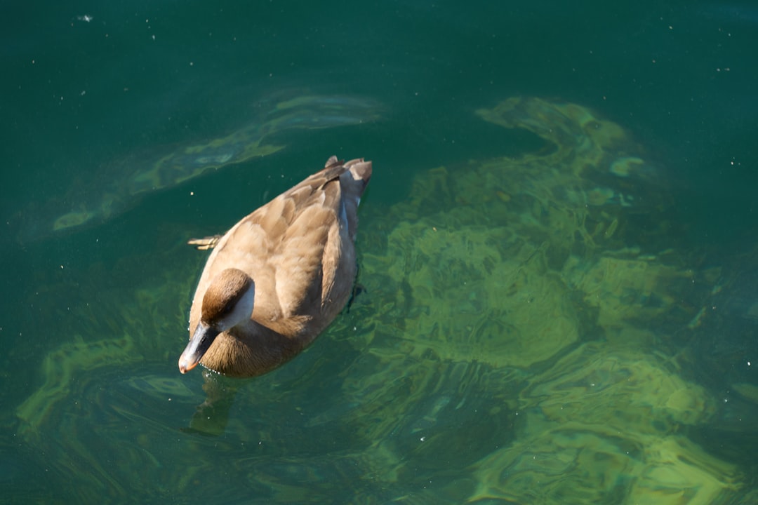 カモノハシの夢：神聖なるメッセージとあなたの深層心理