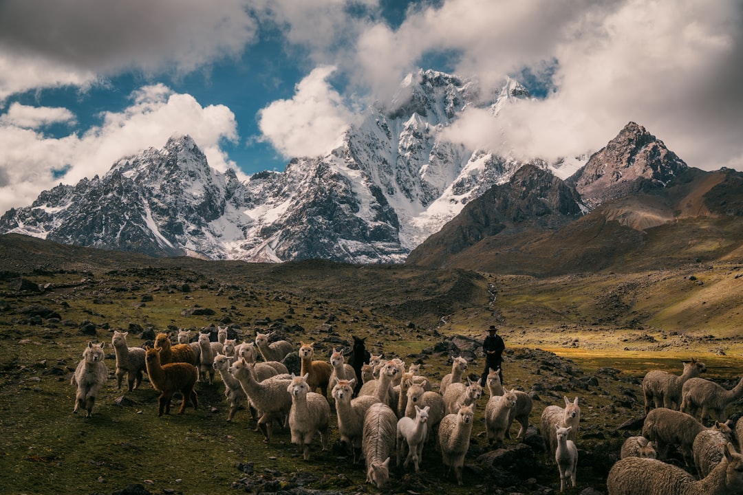 【ラマの夢】神仏の導きか、試練か？あなたの運命を解き明かす夢占い