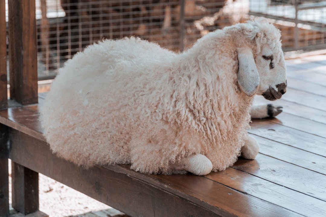 【アルパカの夢】その神秘的な姿が告げる、あなたの運命の道標