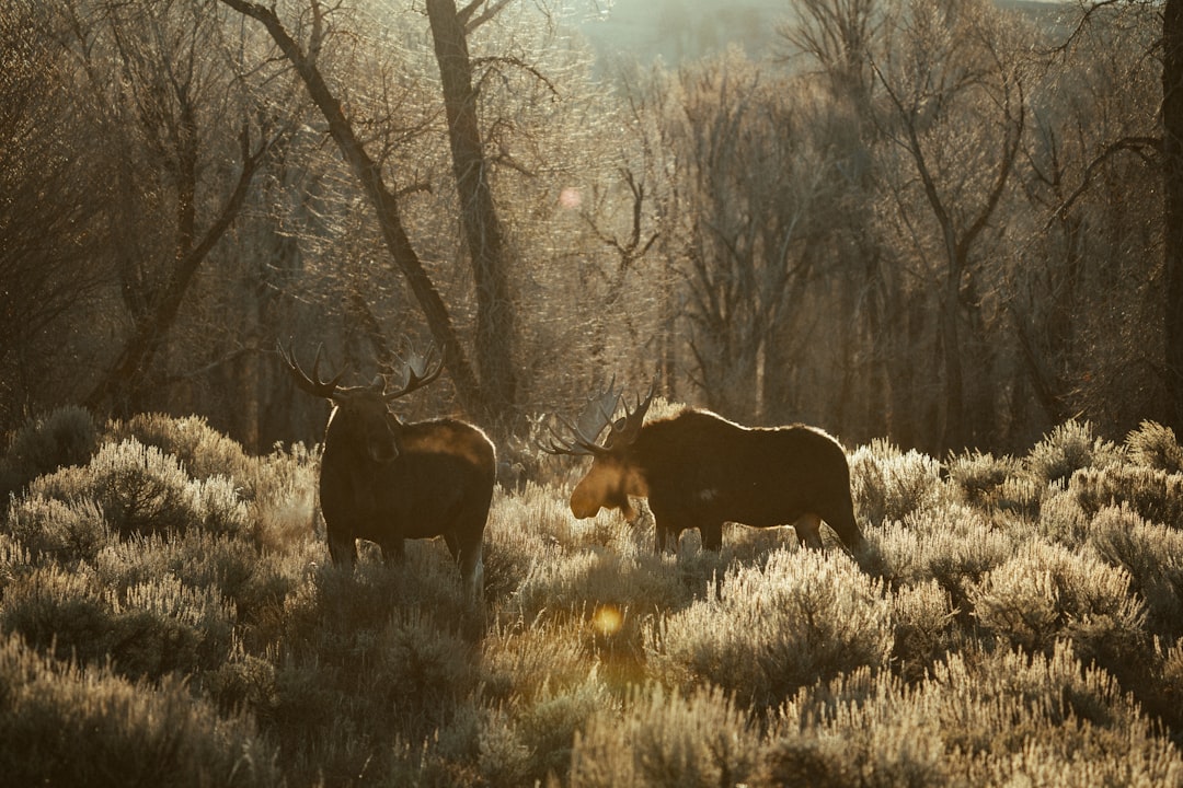 【ムースの夢】巨大な森の精霊が告げる！あなたの運命を解き明かす夢占い