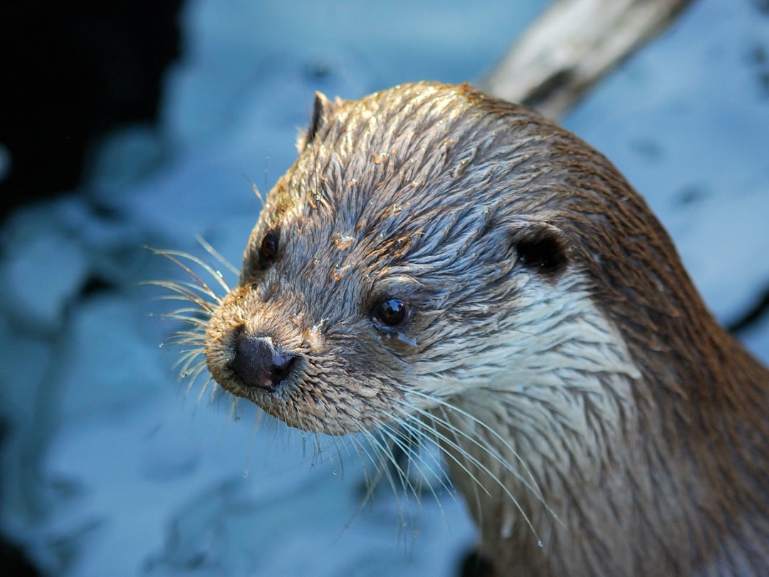 【夢占い】カワウソの夢が示す本当の意味とは？吉夢・凶夢・警告夢を徹底解説！
